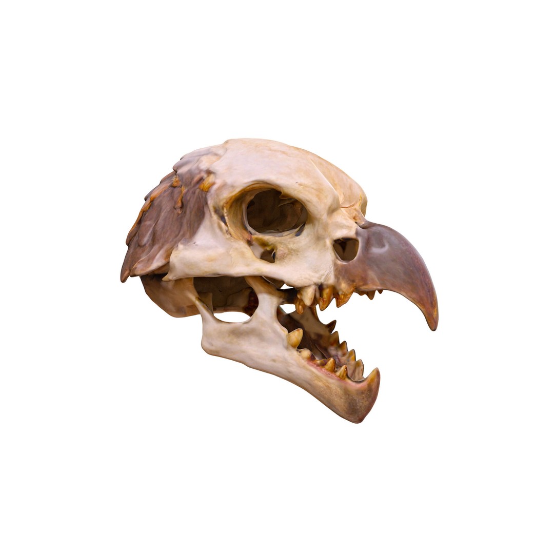Ultimate Skeleton and Skull Pack 3D Model – Low Poly Game-Ready Assets, FBX - View 3