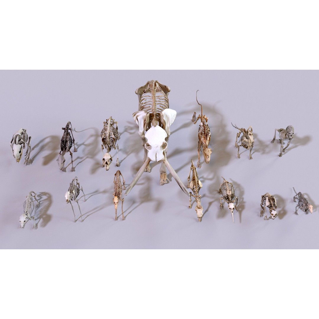 Ultimate Skeleton and Skull Pack 3D Model – Low Poly Game-Ready Assets, FBX - View 5