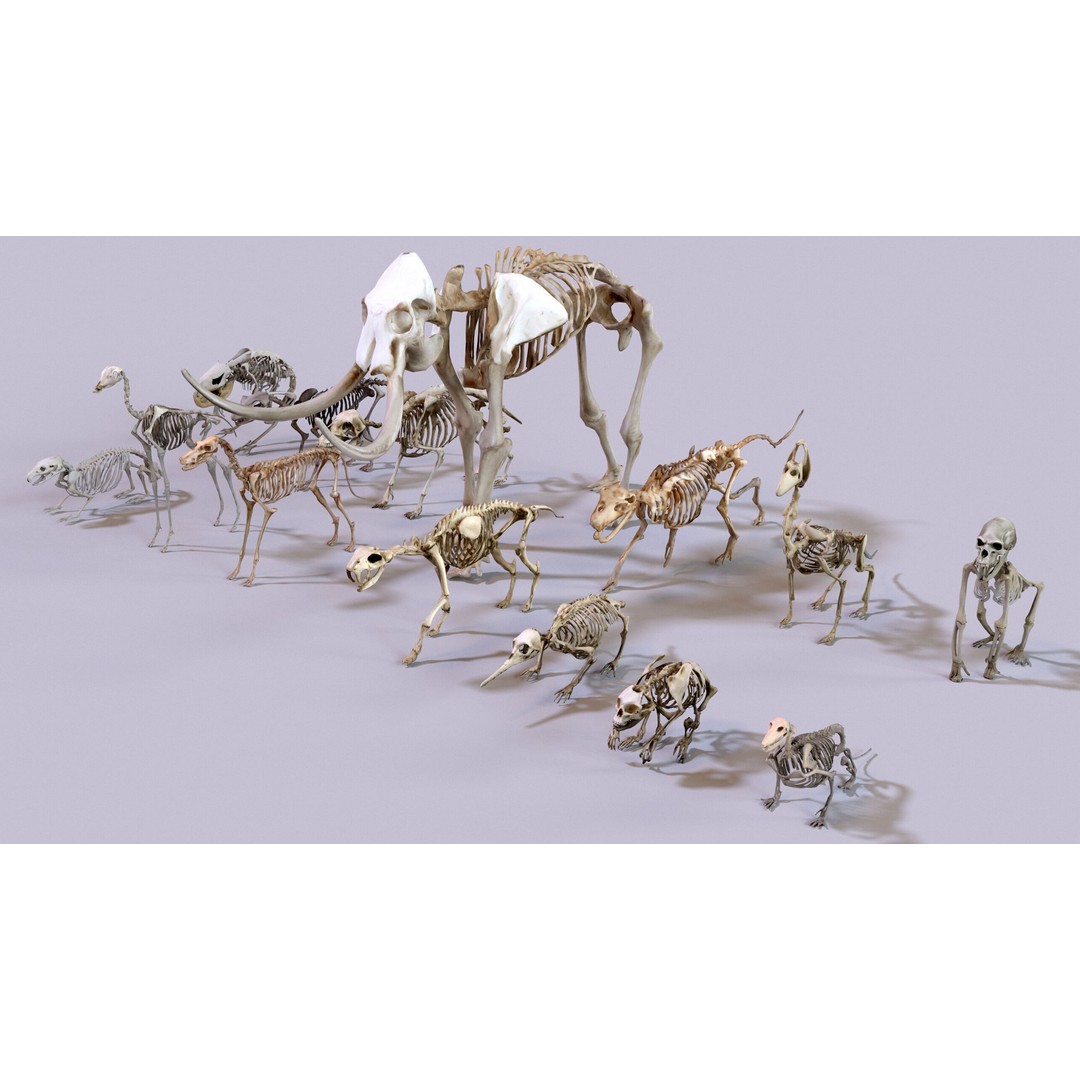 Ultimate Skeleton and Skull Pack 3D Model – Low Poly Game-Ready Assets, FBX - View 6