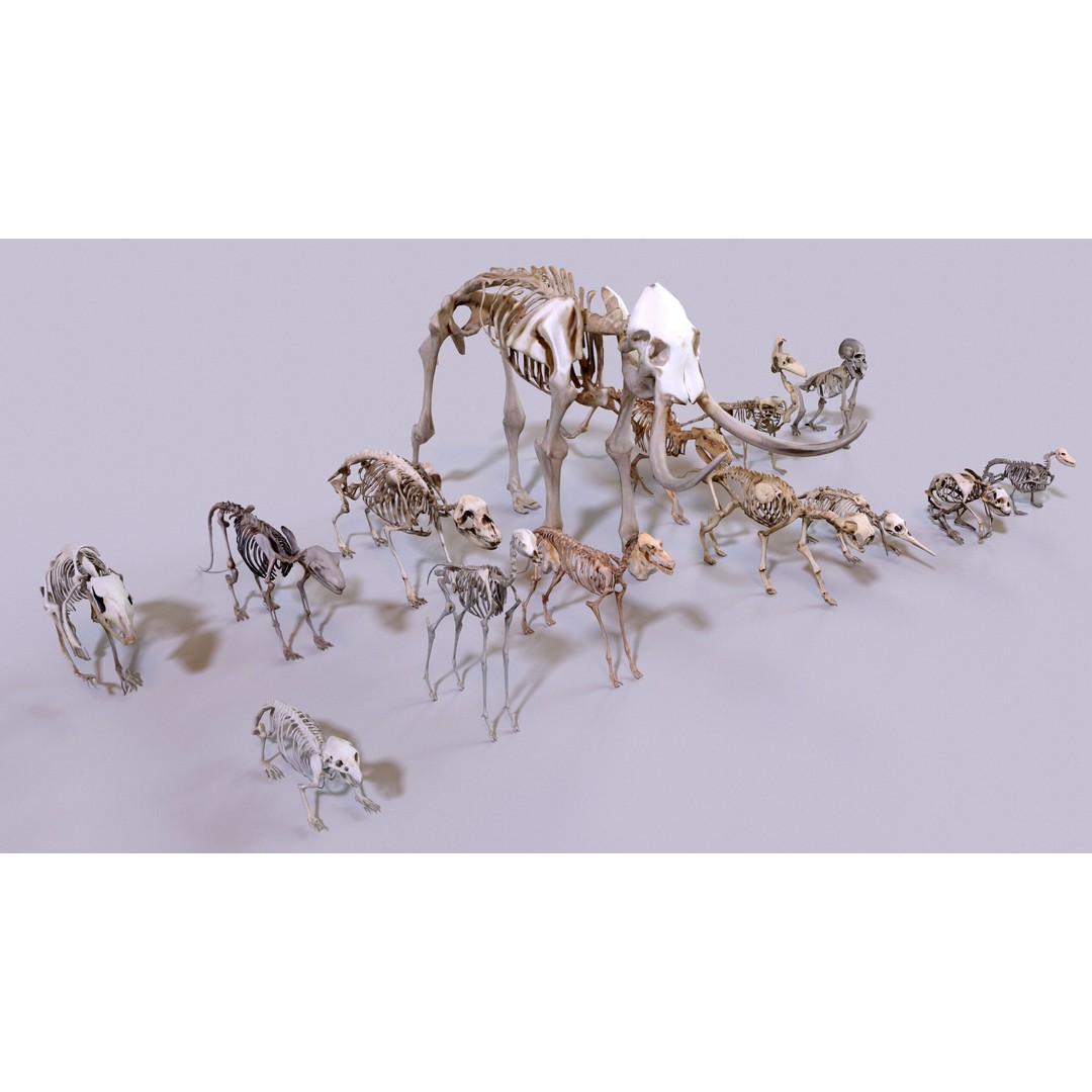 Ultimate Skeleton and Skull Pack 3D Model – Low Poly Game-Ready Assets, FBX - View 7