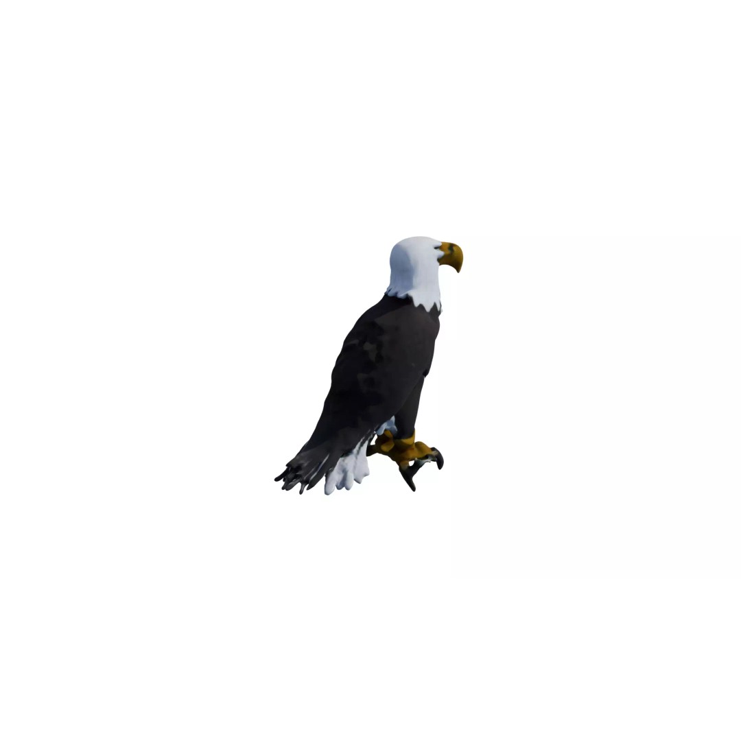 Avian Spectrum Pack 3D Model – High Poly PBR Bird Collection, FBX - View 18
