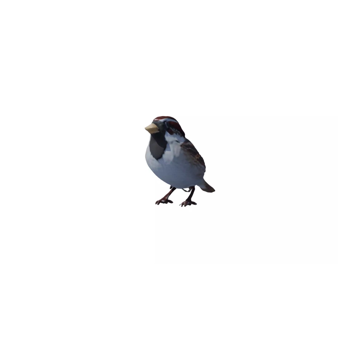 Avian Spectrum Pack 3D Model – High Poly PBR Bird Collection, FBX - View 9