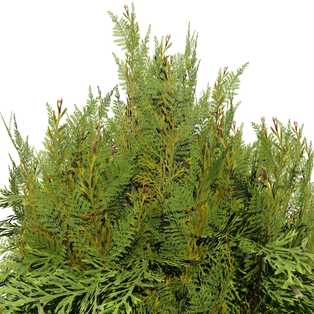 Pine Tree Pack 3D Model – Low Poly Game Asset, PBR Textures, FBX - View 3