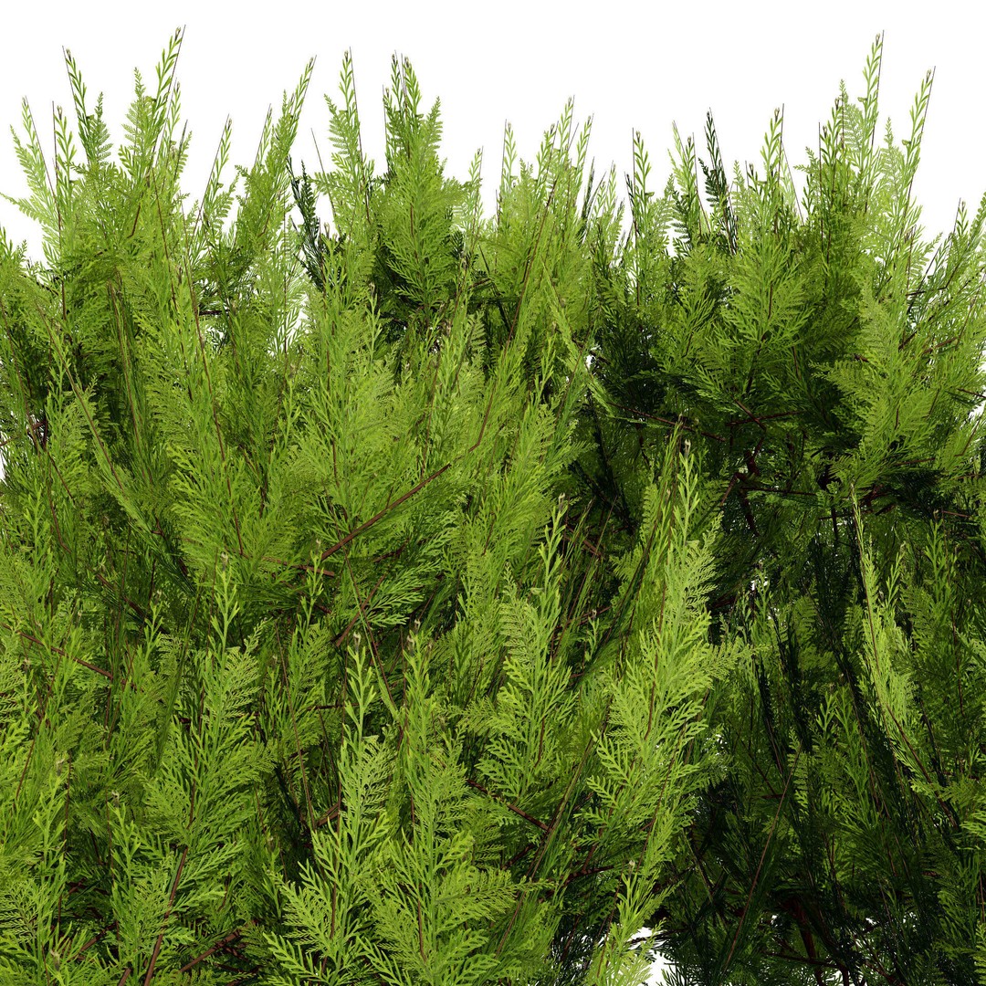 Pine Tree Pack 3D Model – Low Poly Game Asset, PBR Textures, FBX - View 4