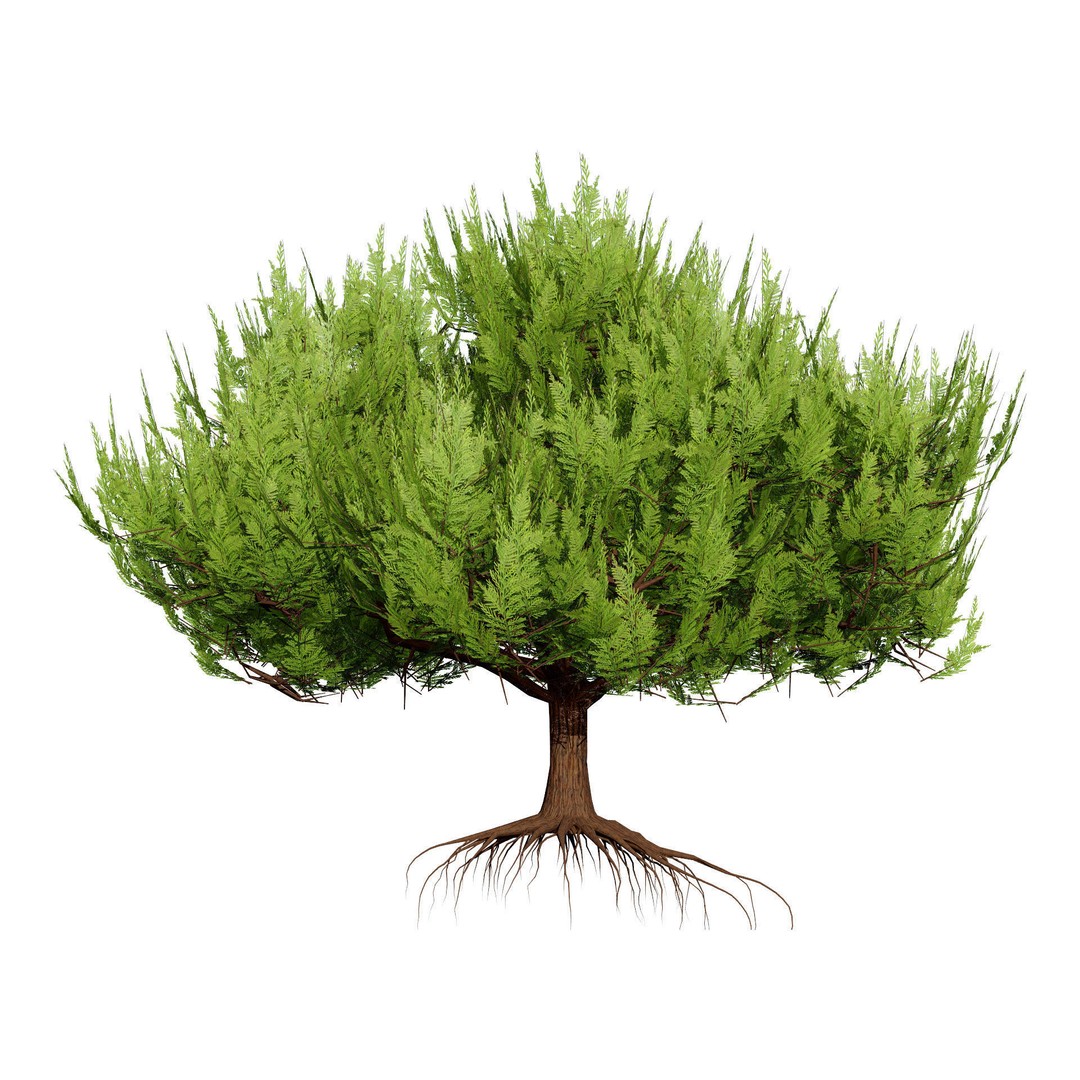 Pine Tree Pack 3D Model – Low Poly Game Asset, PBR Textures, FBX - View 5