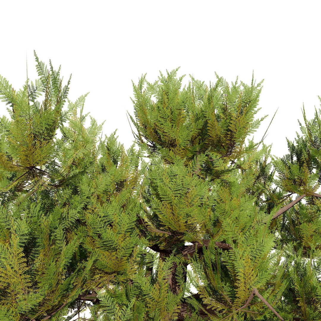 Pine Tree Pack 3D Model – Low Poly Game Asset, PBR Textures, FBX - View 6