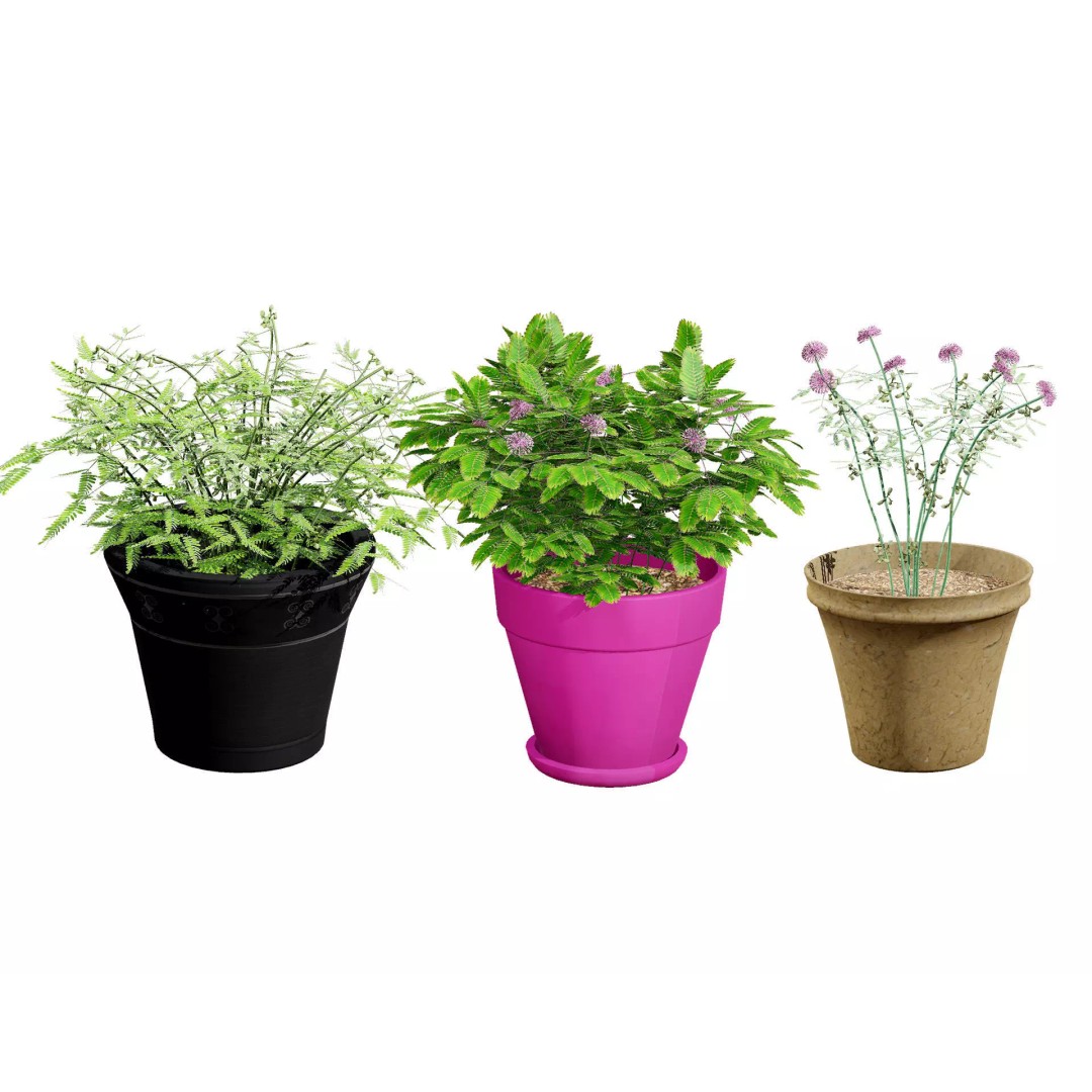 Mimosa Potted Plant 3D Model – Low Poly PBR Asset for Games, FBX - View 2