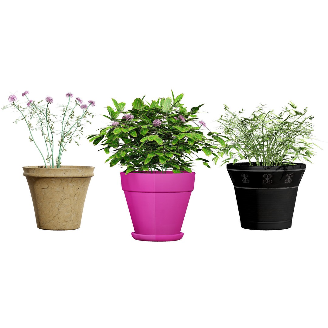 Mimosa Potted Plant 3D Model – Low Poly PBR Asset for Games, FBX - View 3