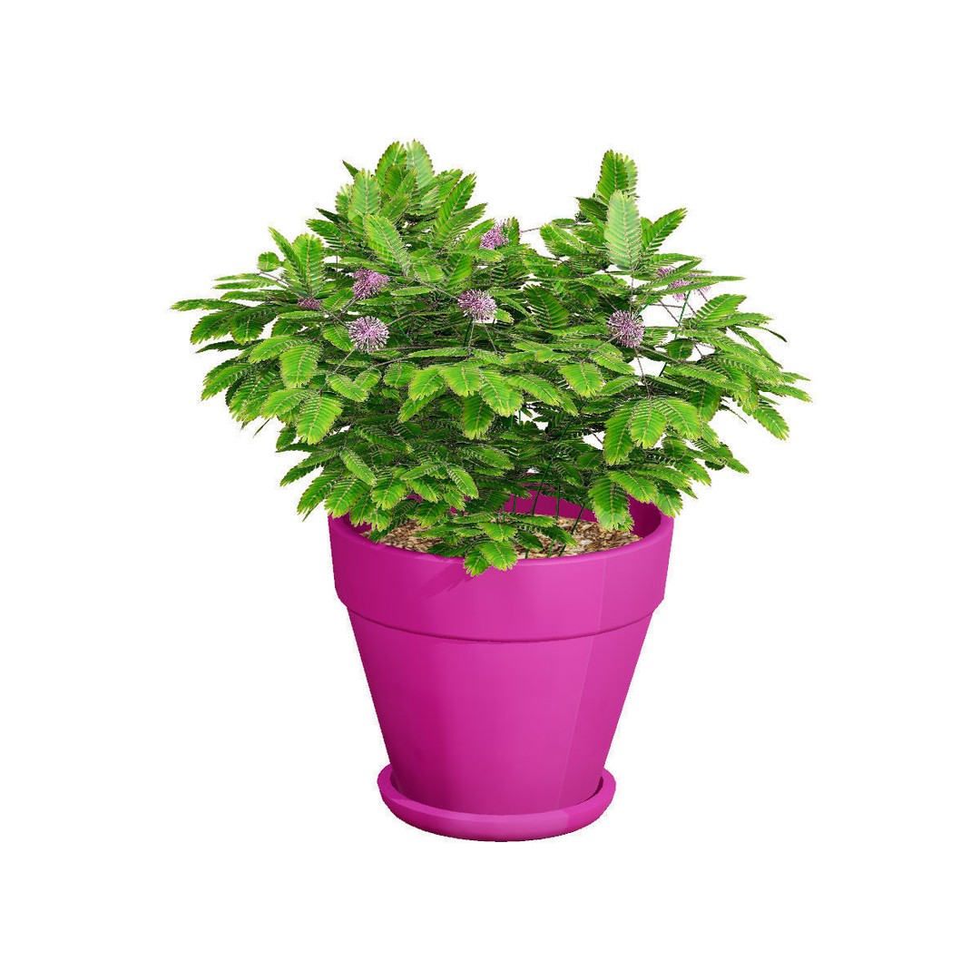Mimosa Potted Plant 3D Model – Low Poly PBR Asset for Games, FBX - View 4