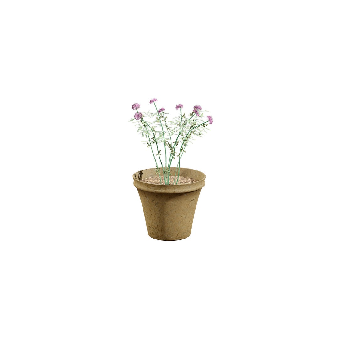 Mimosa Potted Plant 3D Model – Low Poly PBR Asset for Games, FBX - View 5