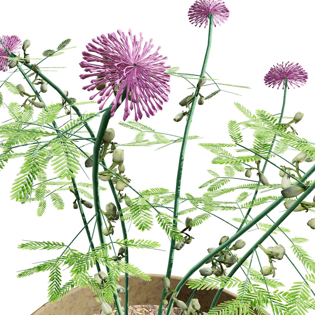 Mimosa Potted Plant 3D Model – Low Poly PBR Asset for Games, FBX - View 6