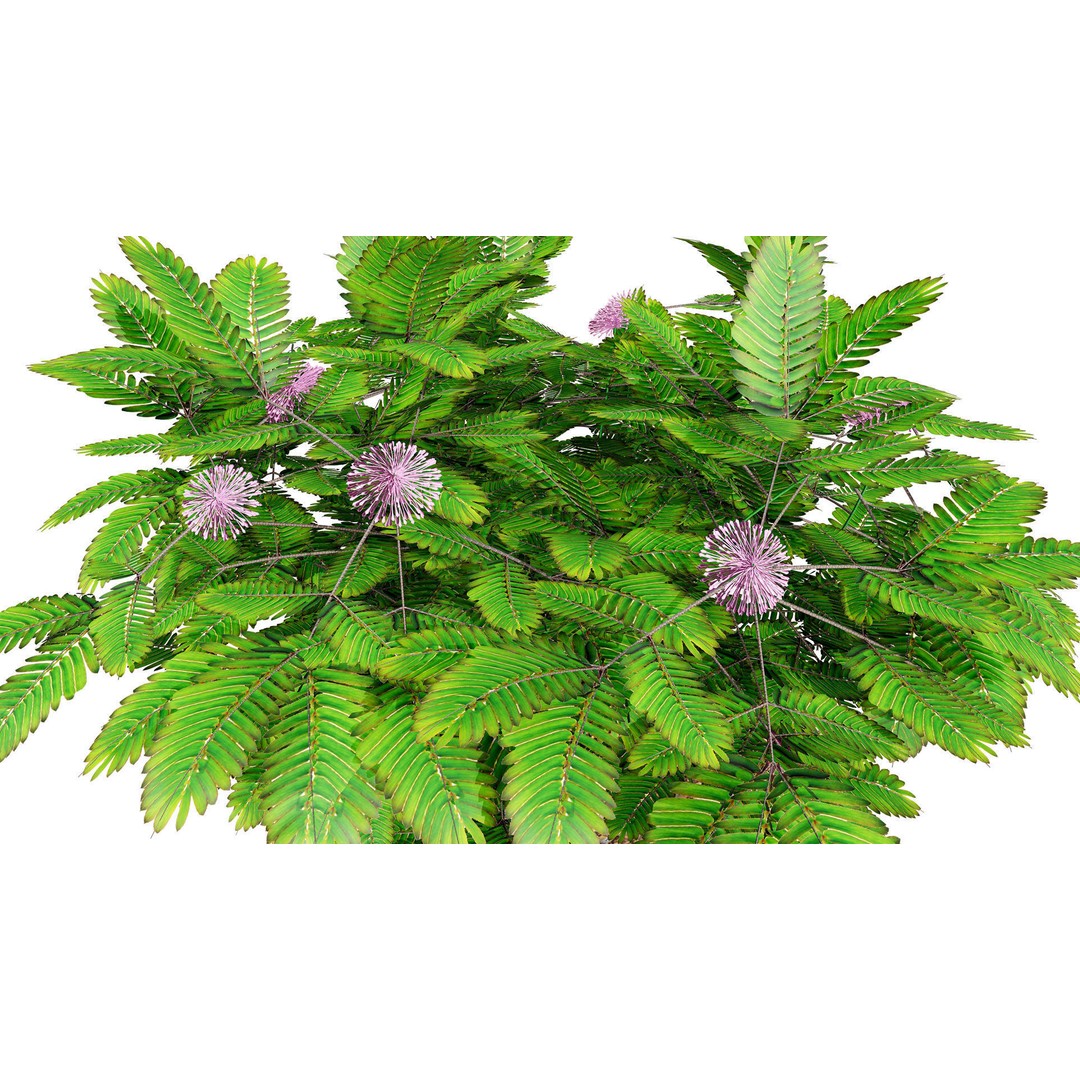 Mimosa Potted Plant 3D Model – Low Poly PBR Asset for Games, FBX - View 7