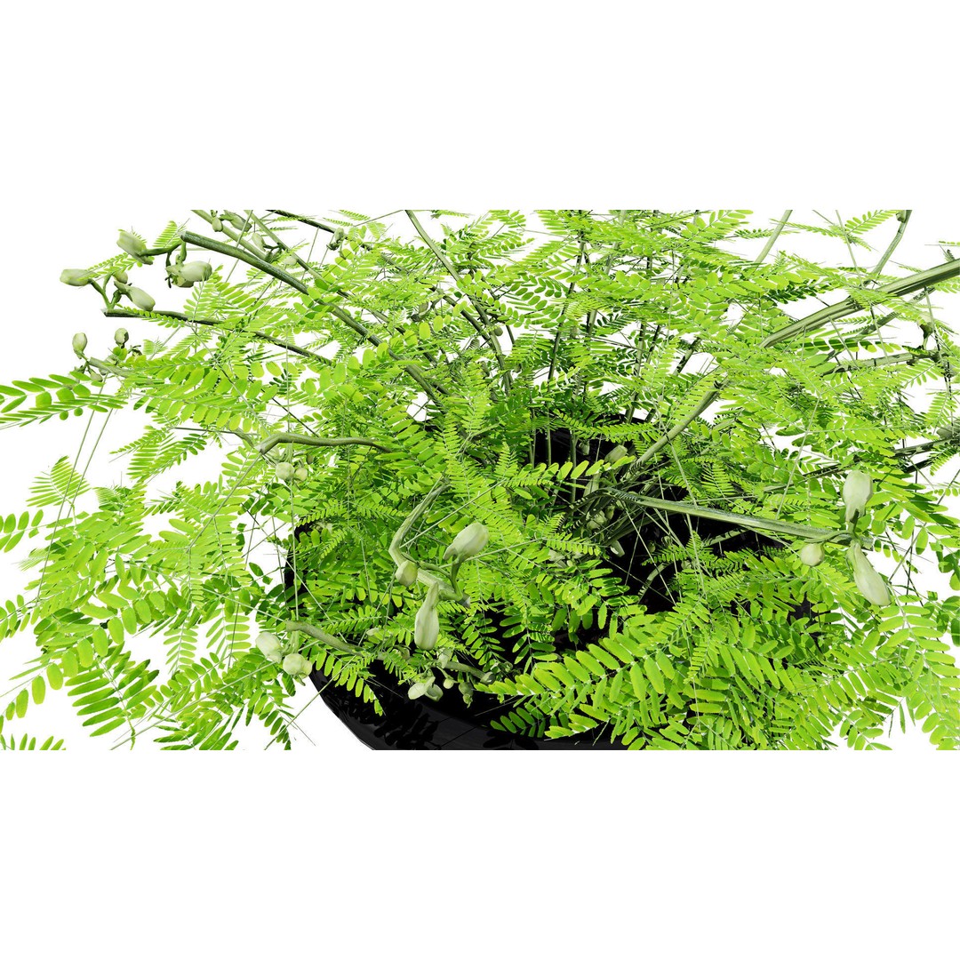 Mimosa Potted Plant 3D Model – Low Poly PBR Asset for Games, FBX - View 8