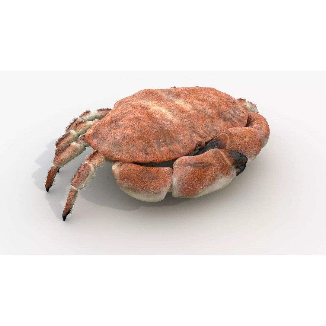 Brown Crab 3D Model – Rigged Low-Poly Asset with 8K PBR Textures - View 10