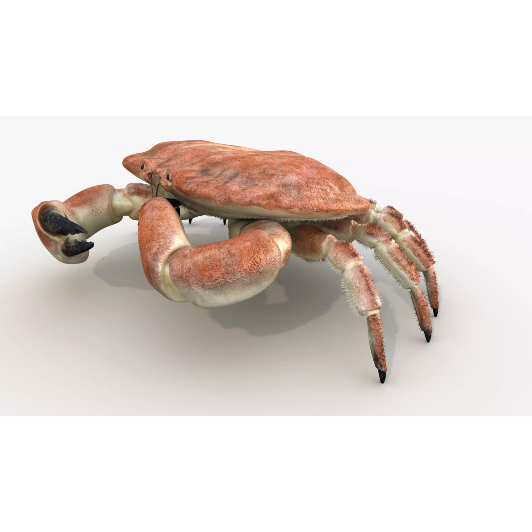 Brown Crab 3D Model – Rigged Low-Poly Asset with 8K PBR Textures - View 11