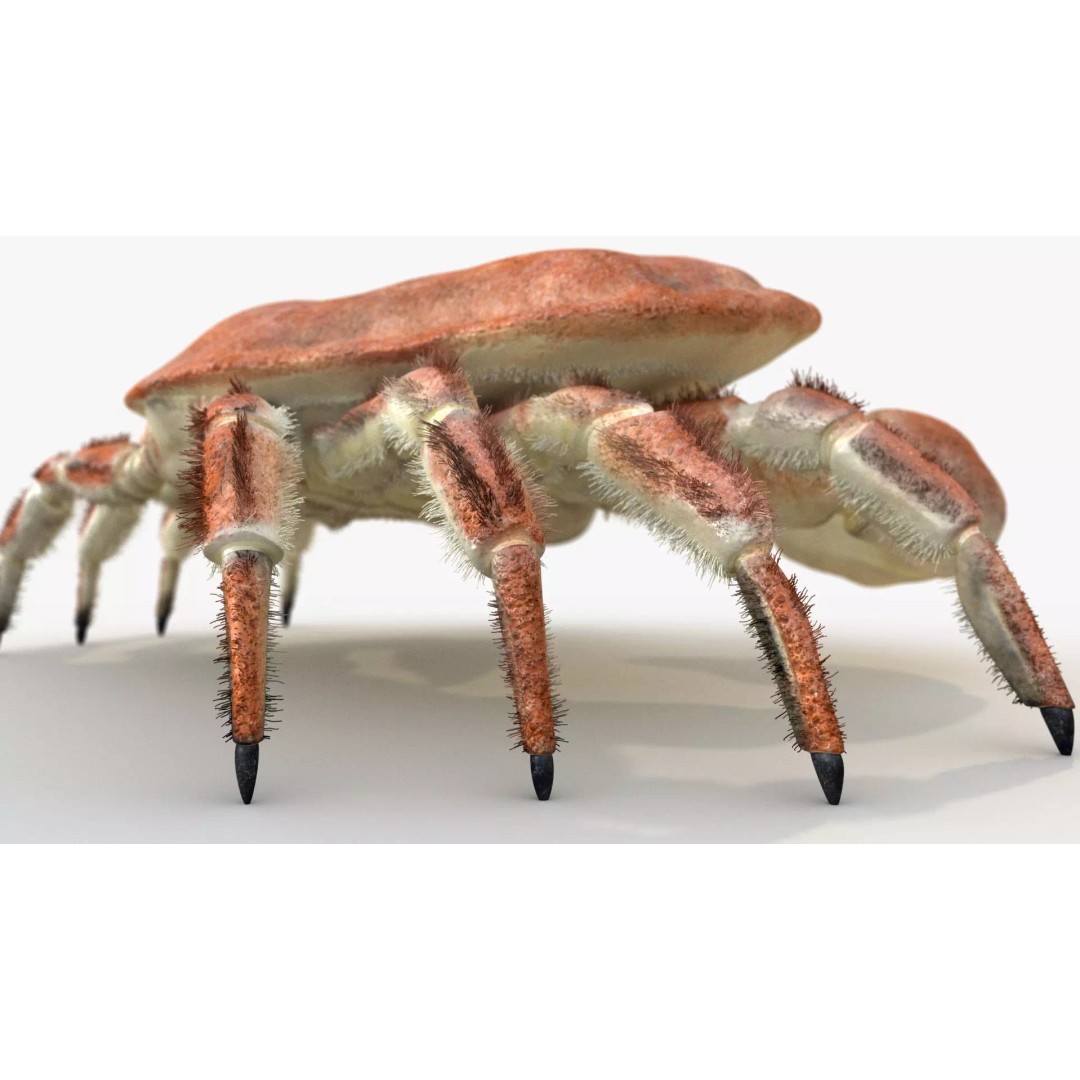 Brown Crab 3D Model – Rigged Low-Poly Asset with 8K PBR Textures - View 12