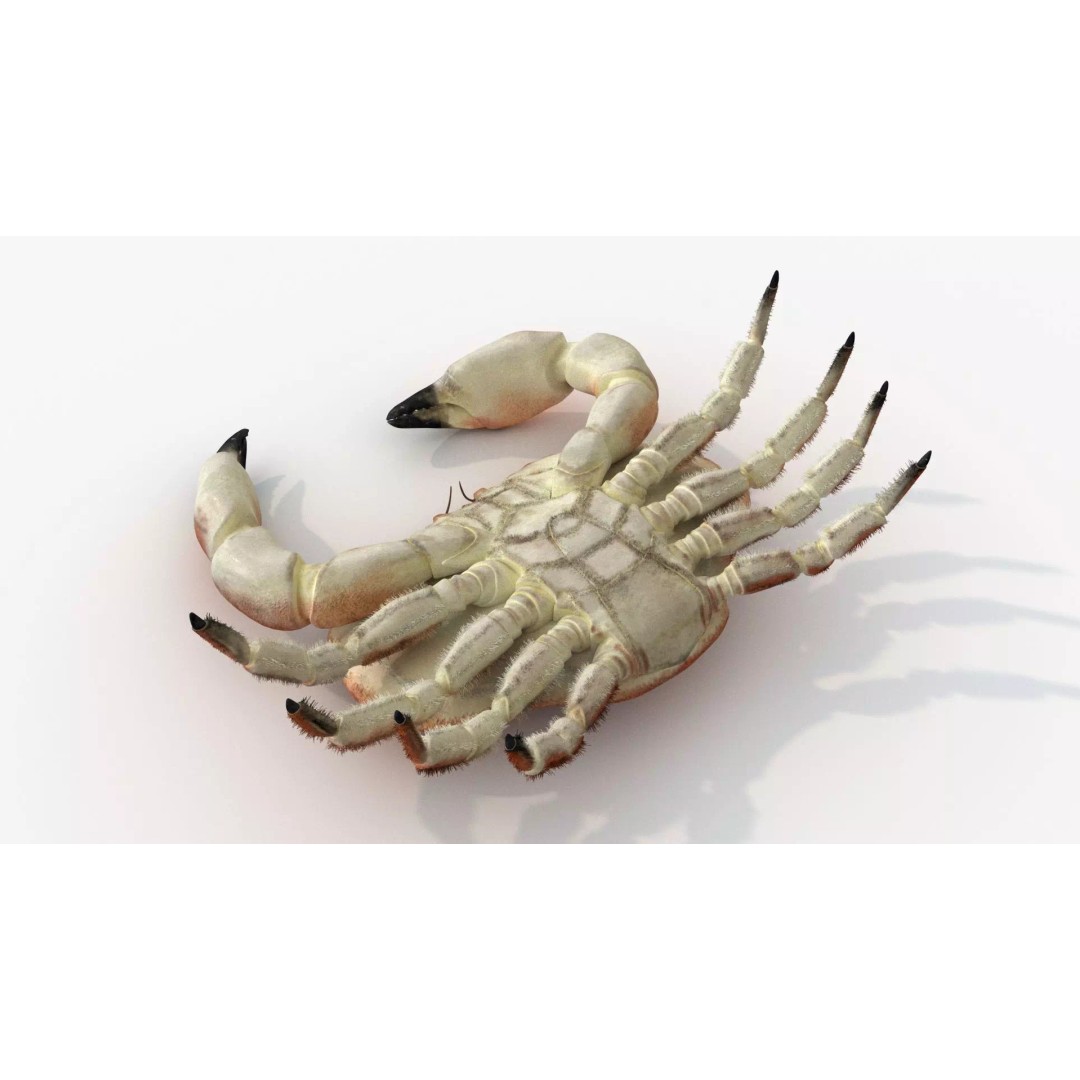 Brown Crab 3D Model – Rigged Low-Poly Asset with 8K PBR Textures - View 13