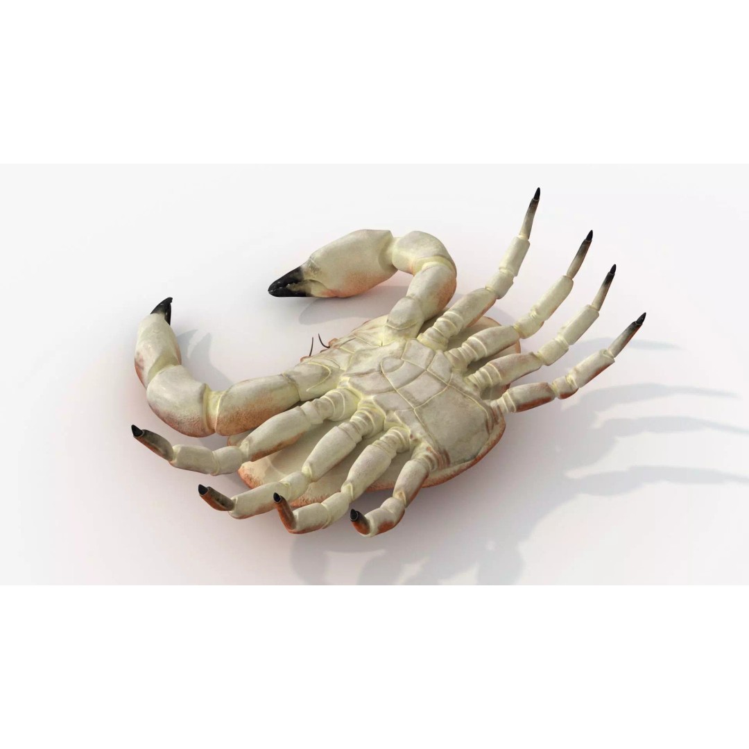 Brown Crab 3D Model – Rigged Low-Poly Asset with 8K PBR Textures - View 14