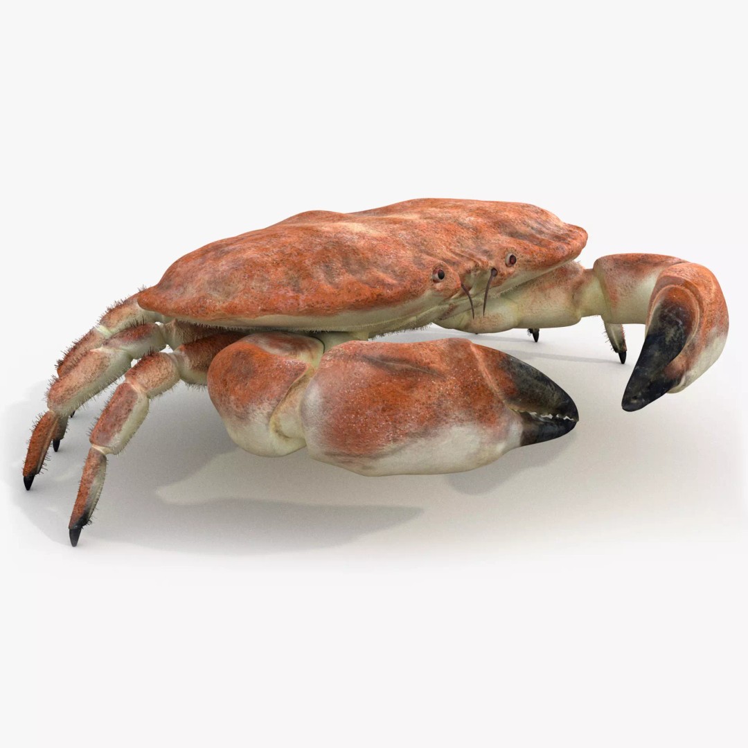 Brown Crab 3D Model – Rigged Low-Poly Asset with 8K PBR Textures - View 2