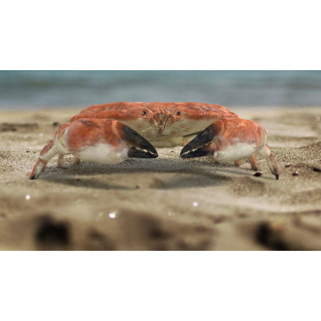 Brown Crab 3D Model – Rigged Low-Poly Asset with 8K PBR Textures - View 3