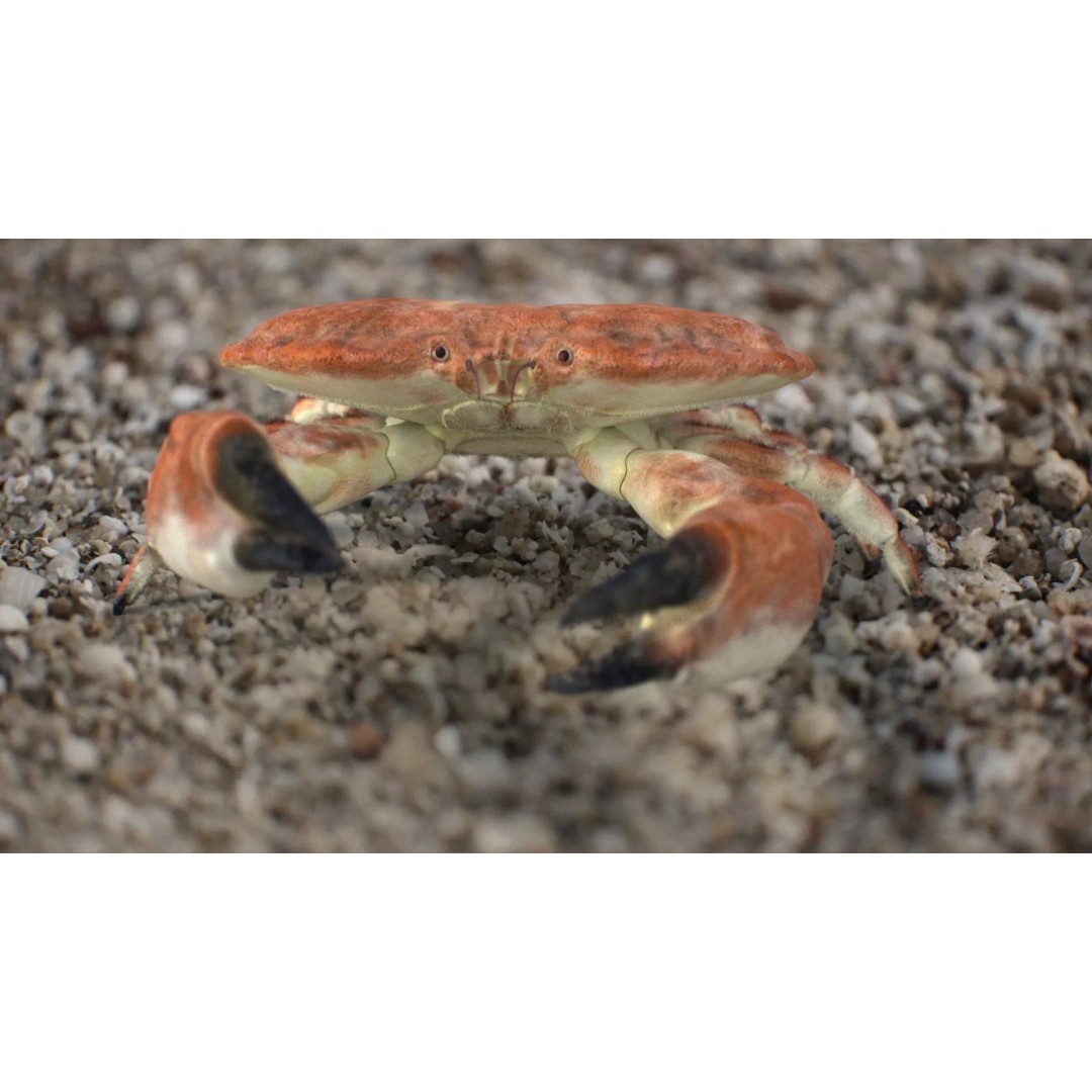 Brown Crab 3D Model – Rigged Low-Poly Asset with 8K PBR Textures - View 4
