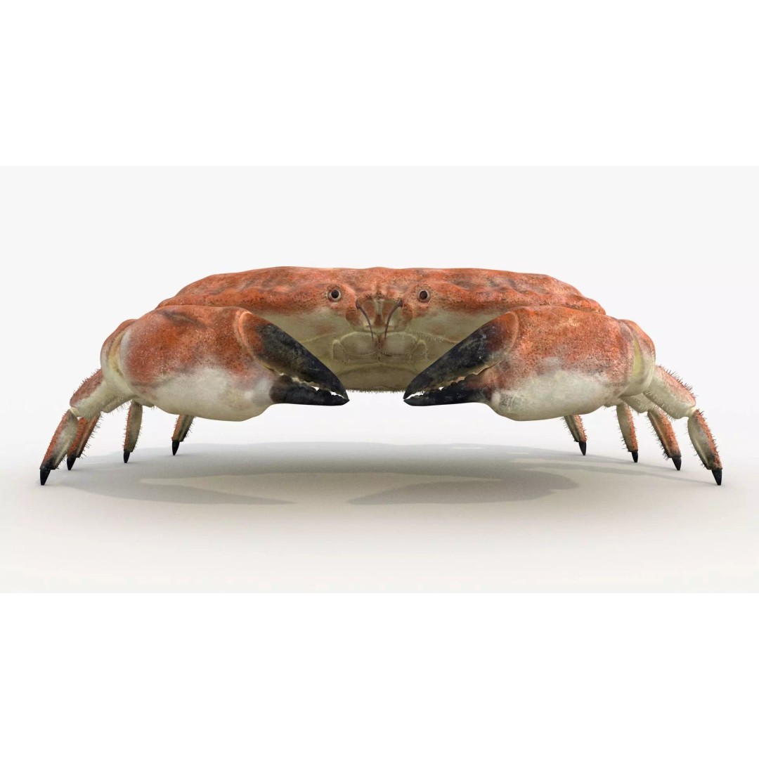 Brown Crab 3D Model – Rigged Low-Poly Asset with 8K PBR Textures - View 5
