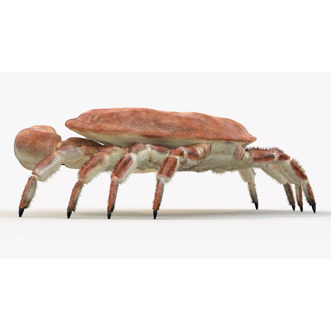 Brown Crab 3D Model – Rigged Low-Poly Asset with 8K PBR Textures - View 6