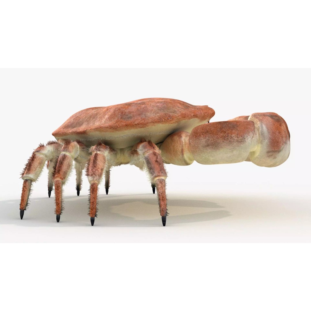 Brown Crab 3D Model – Rigged Low-Poly Asset with 8K PBR Textures - View 7