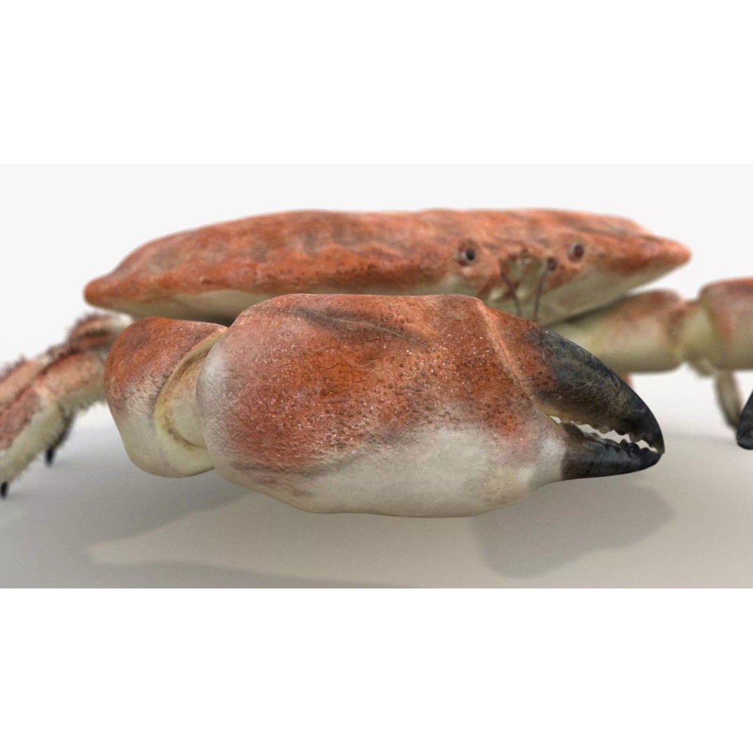 Brown Crab 3D Model – Rigged Low-Poly Asset with 8K PBR Textures - View 8