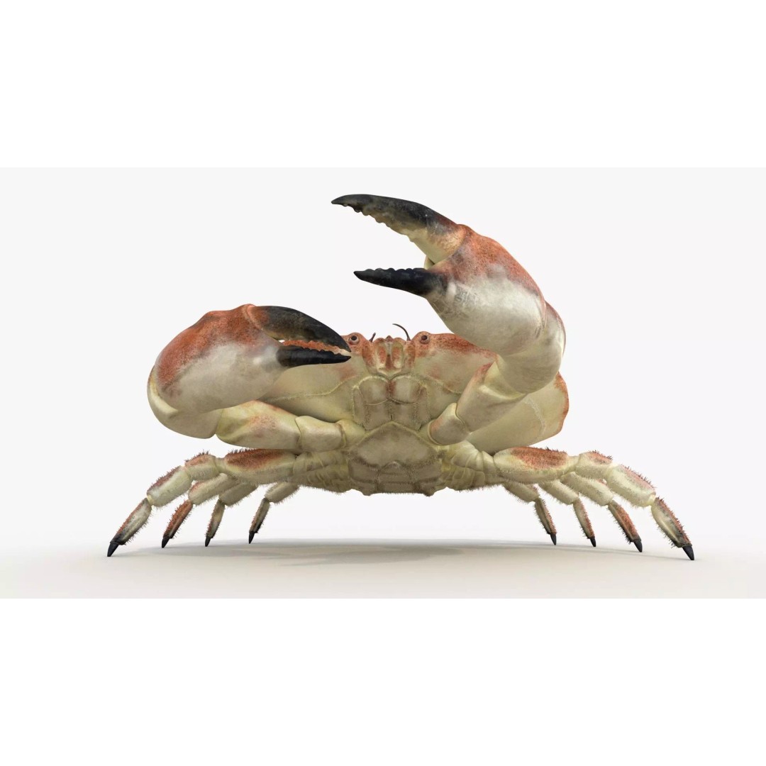 Brown Crab 3D Model – Rigged Low-Poly Asset with 8K PBR Textures - View 9
