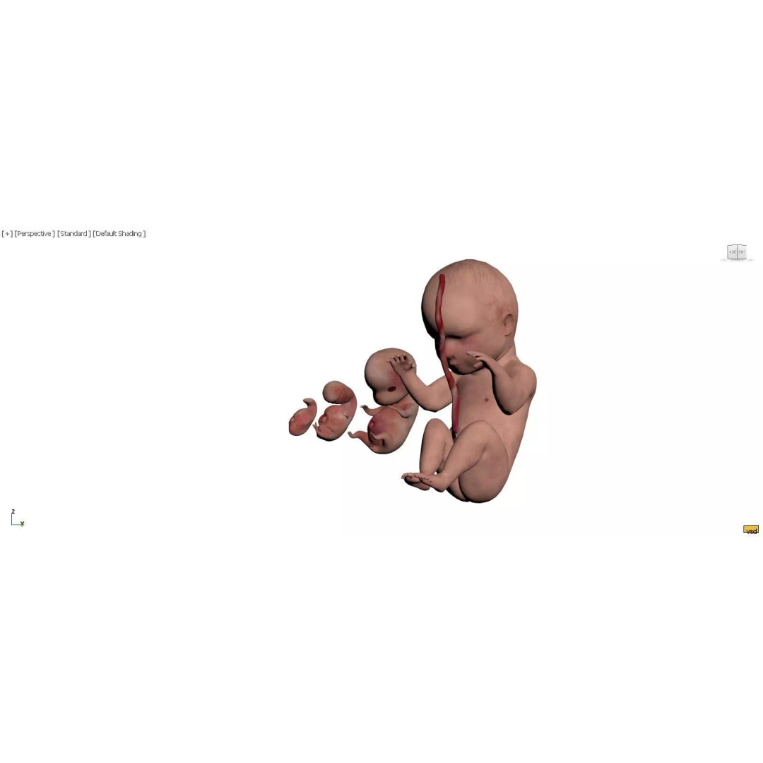 Human Embryonic Fetal Development 3D Model – Low Poly Medical Asset, FBX, OBJ