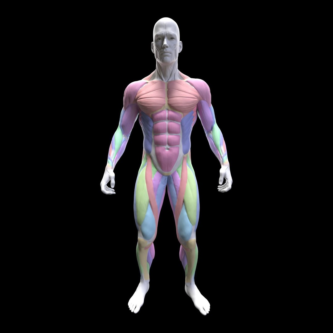 Back Exercises 3D Model – Animated Character Rigged for Fitness - View 11