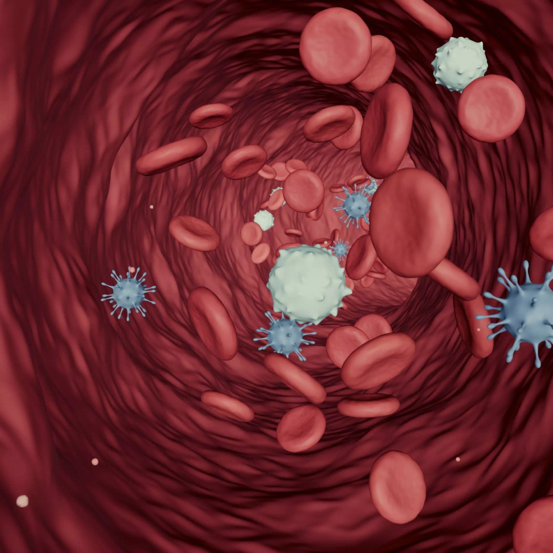 Blood Flow 3D Model – Animated Stream Simulation, Blender - View 2