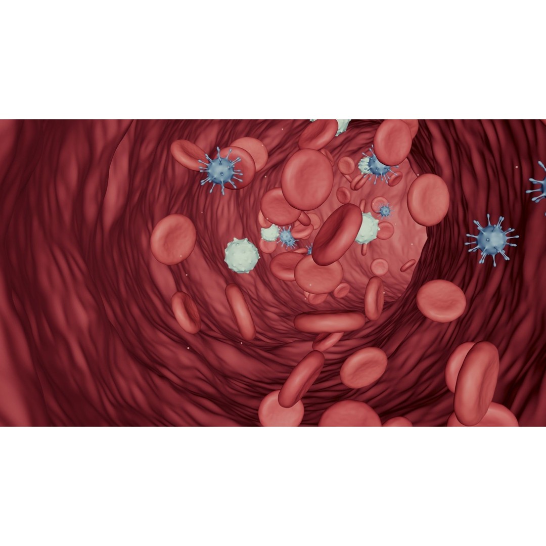 Blood Flow 3D Model – Animated Stream Simulation, Blender - View 3
