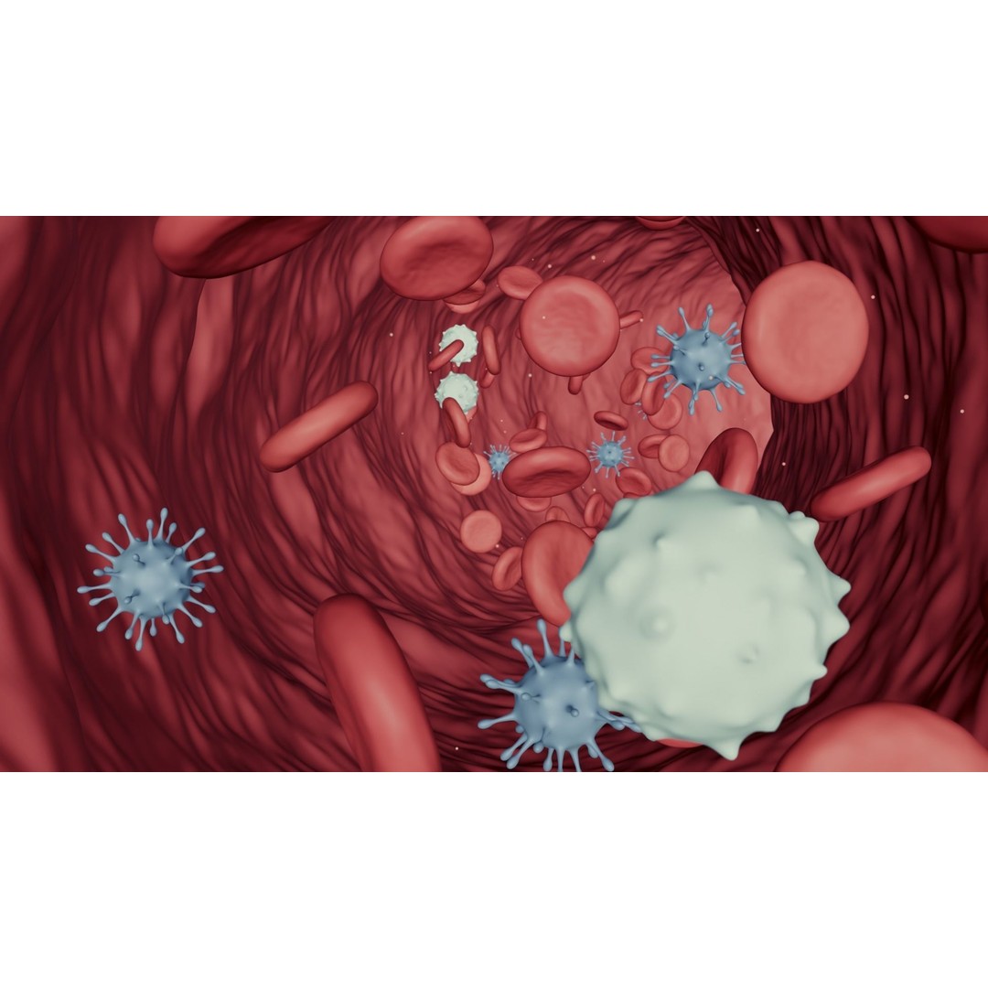 Blood Flow 3D Model – Animated Stream Simulation, Blender - View 4