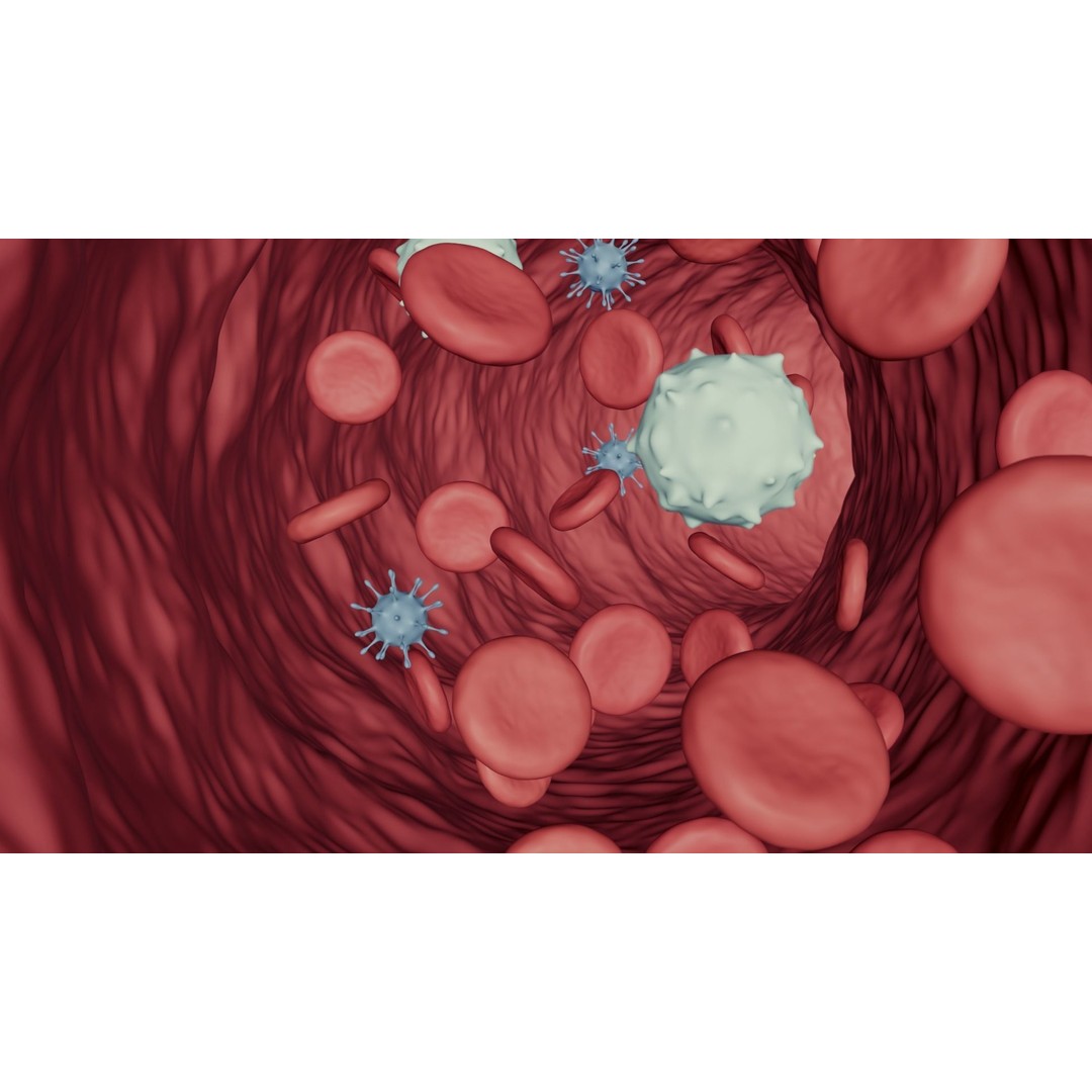 Blood Flow 3D Model – Animated Stream Simulation, Blender - View 5
