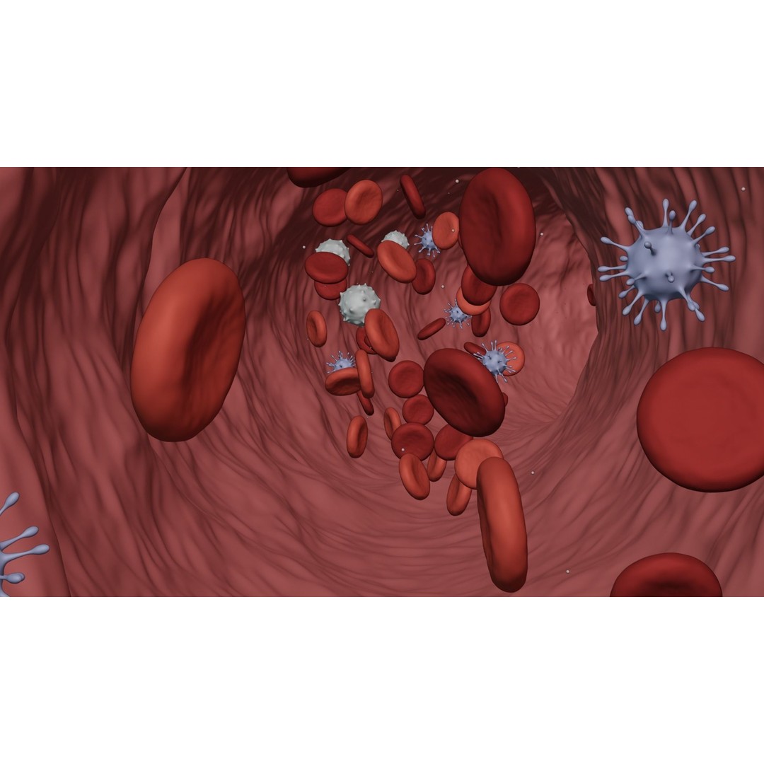 Blood Flow 3D Model – Animated Stream Simulation, Blender - View 6