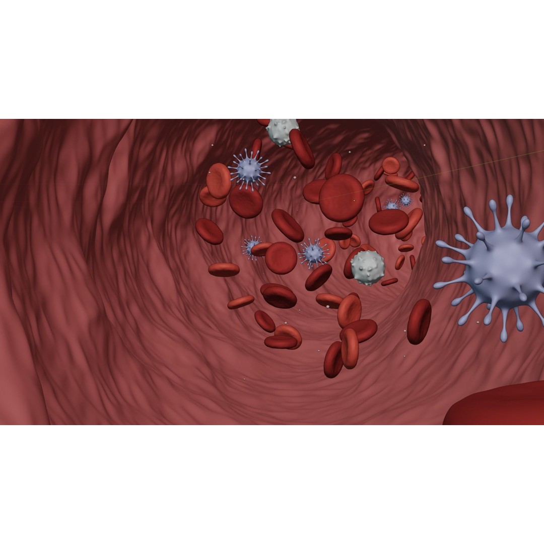 Blood Flow 3D Model – Animated Stream Simulation, Blender - View 8