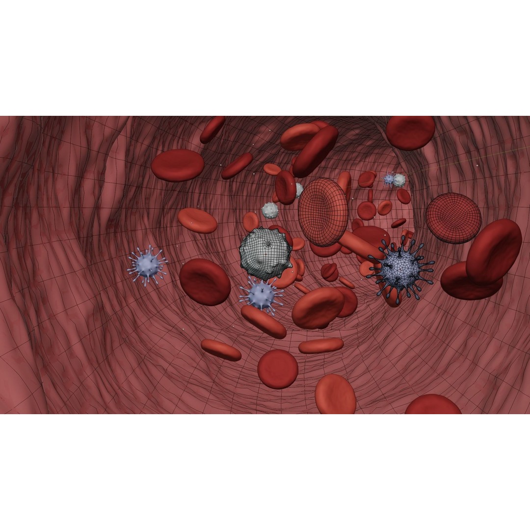 Blood Flow 3D Model – Animated Stream Simulation, Blender - View 9