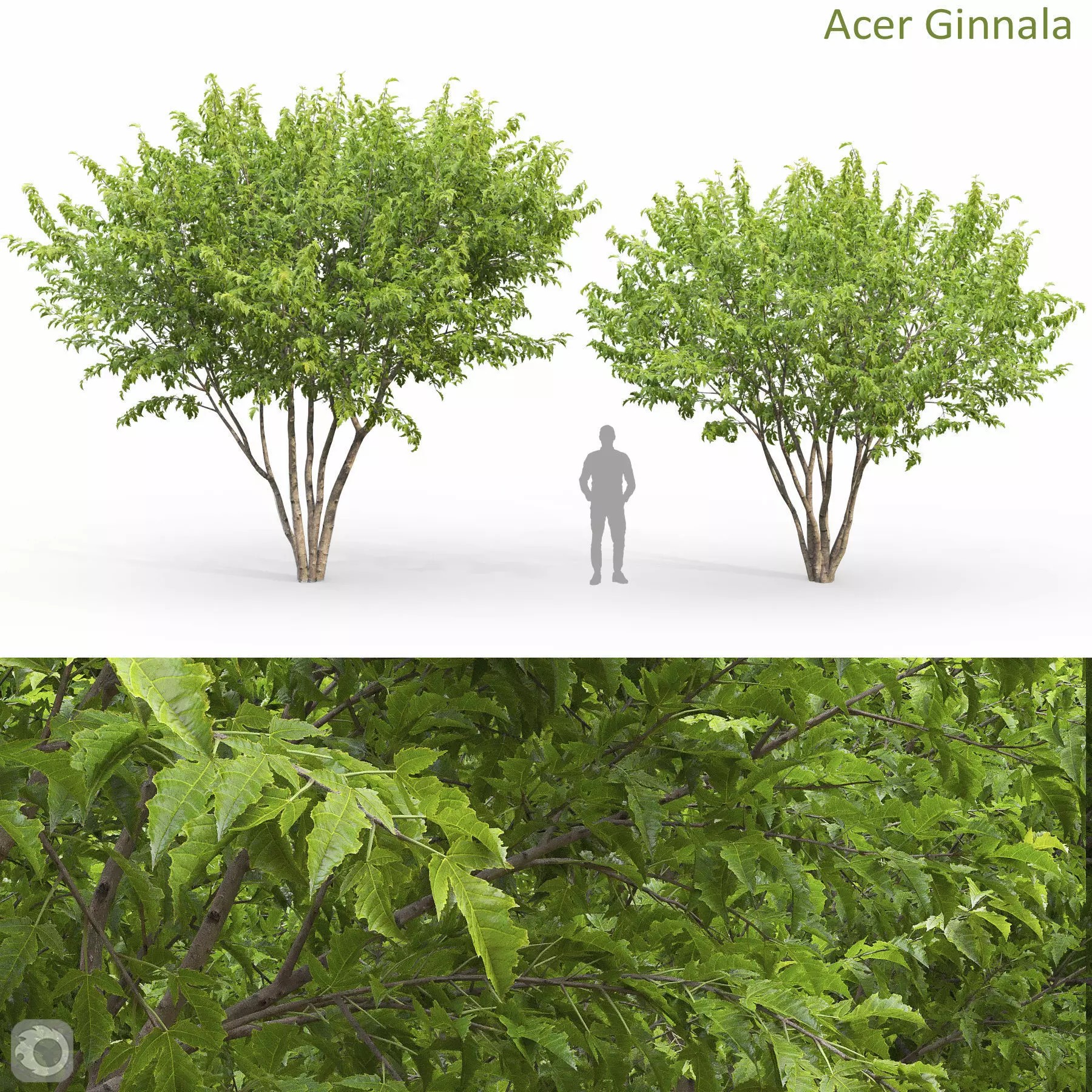 Acer Ginnala - Game-Ready 3D Model - View 2