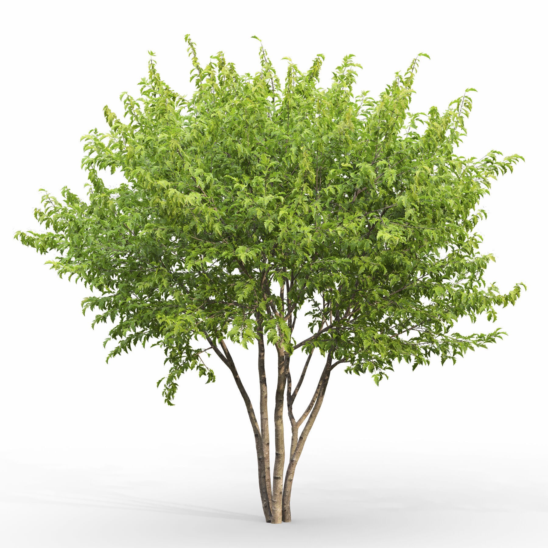 Acer Ginnala - Game-Ready 3D Model - View 3