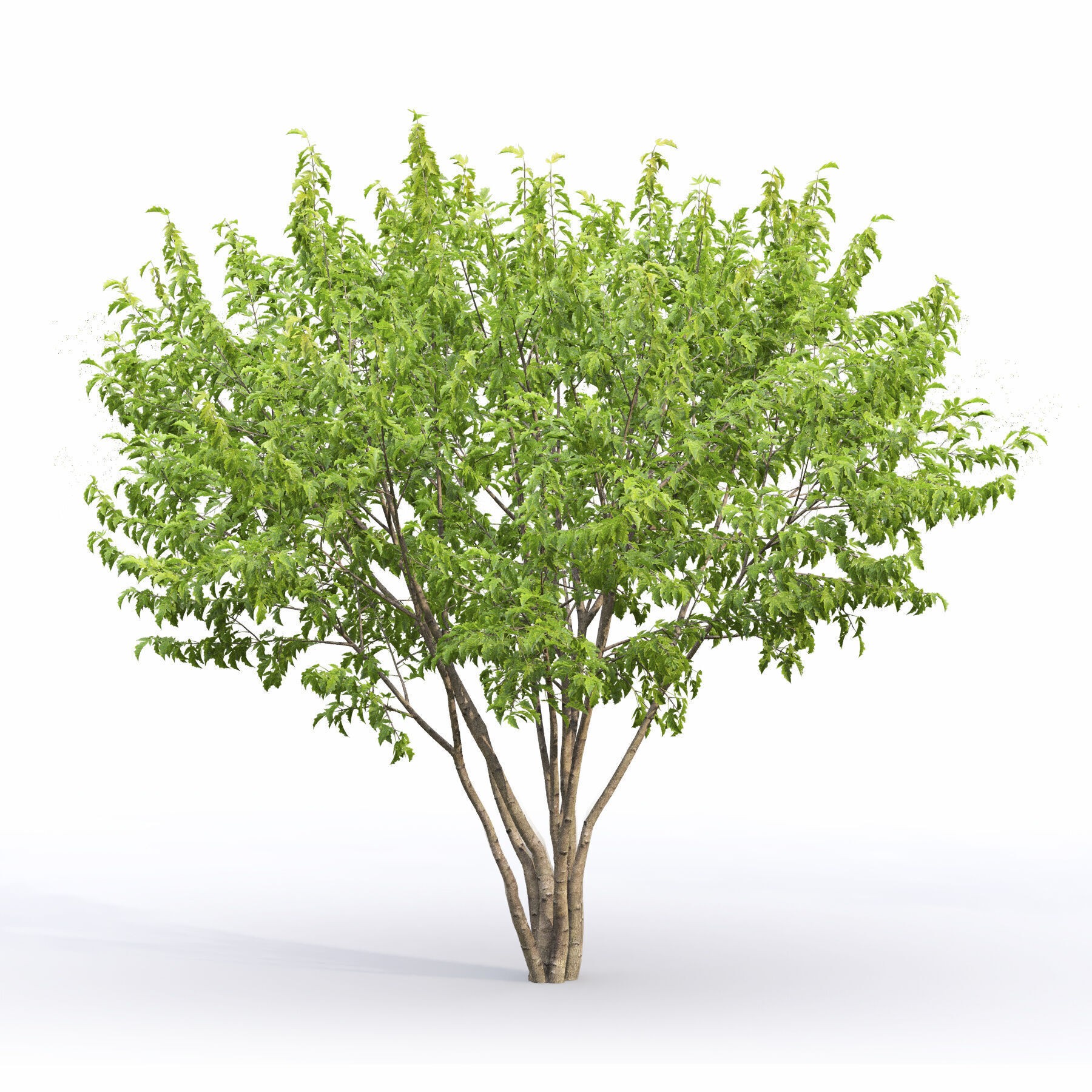 Acer Ginnala - Game-Ready 3D Model - View 4