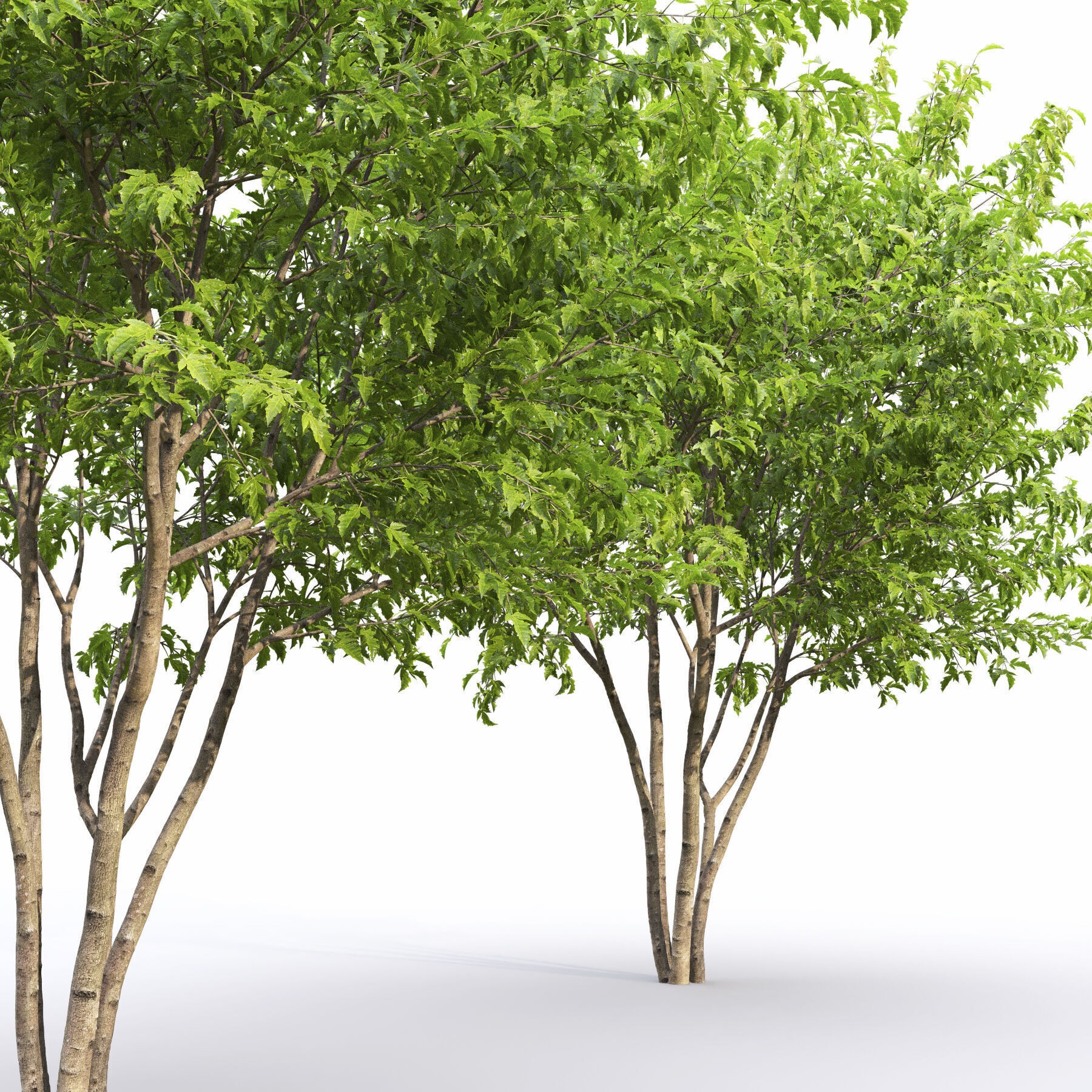 Acer Ginnala - Game-Ready 3D Model - View 5