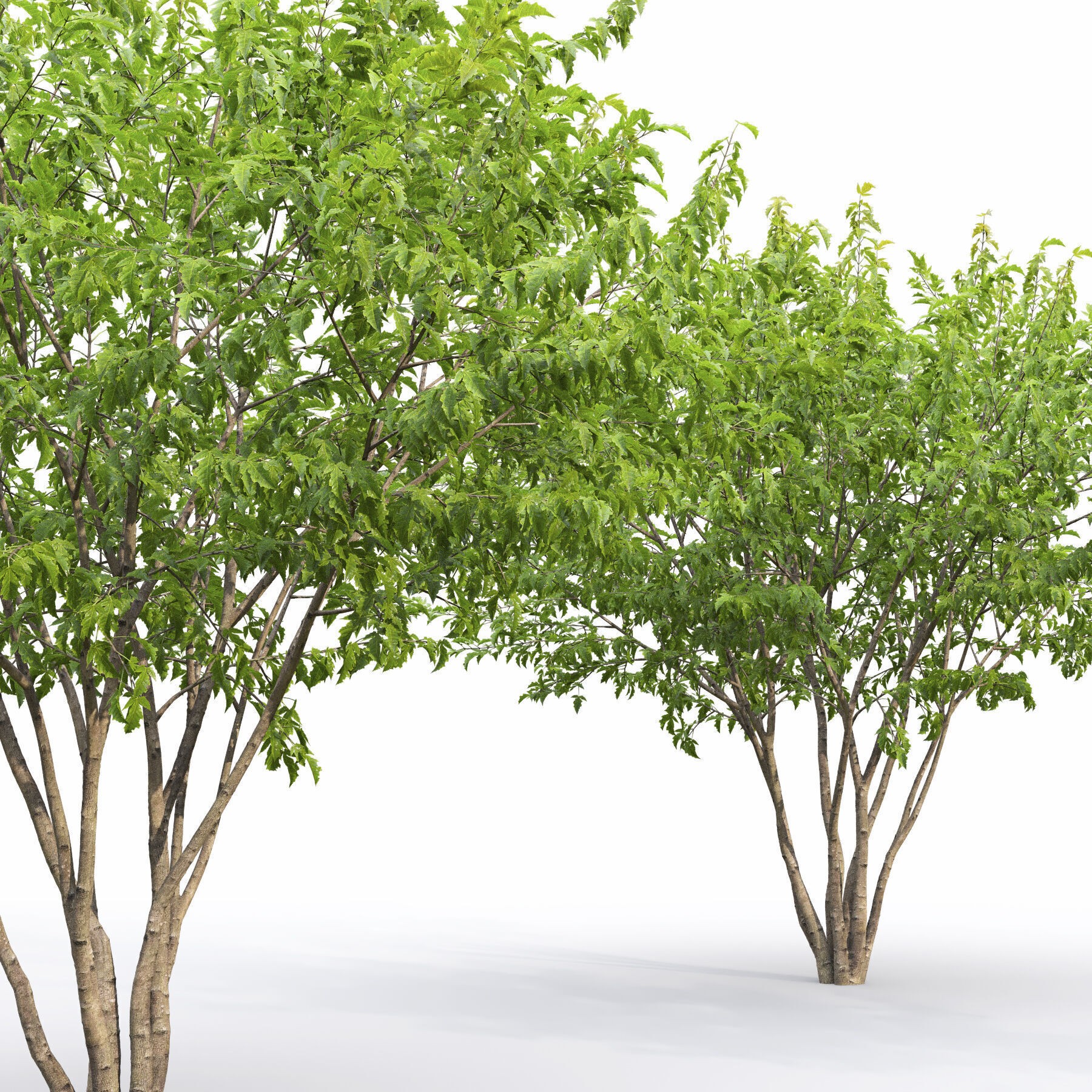 Acer Ginnala - Game-Ready 3D Model - View 6