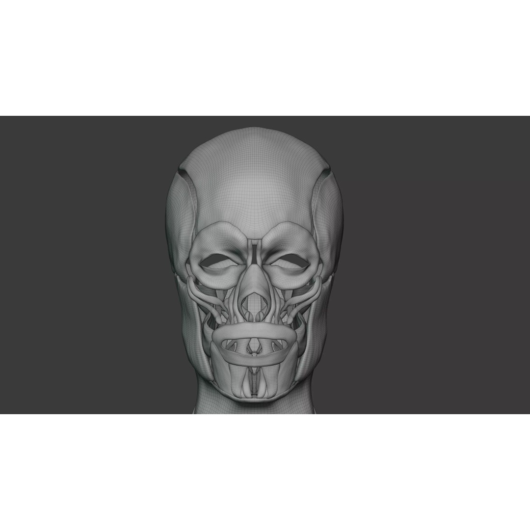 Male Human Anatomy 3D Model – High Detail Medical Visualization, Blender & FBX
