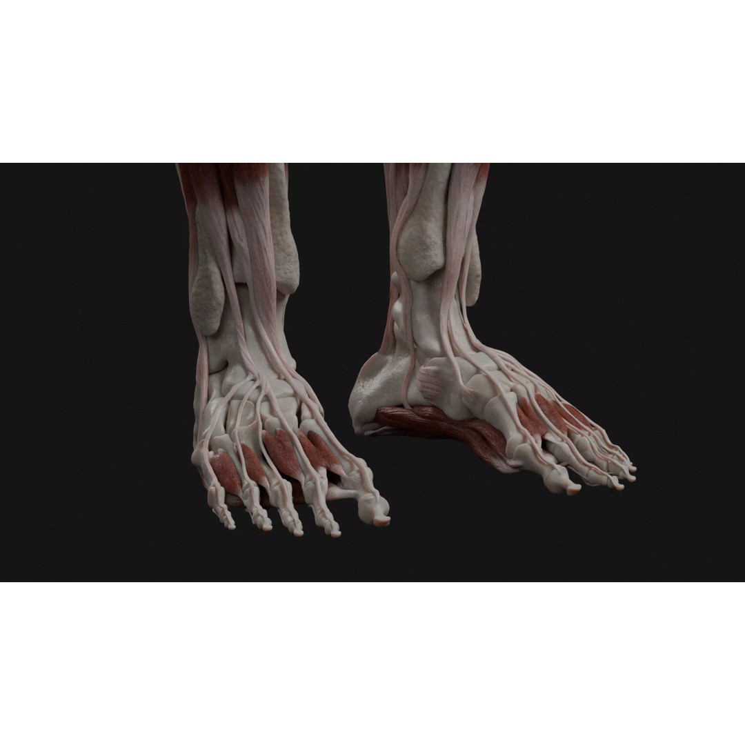 Male Human Anatomy 3D Model – High Detail Medical Visualization, Blender & FBX - View 11