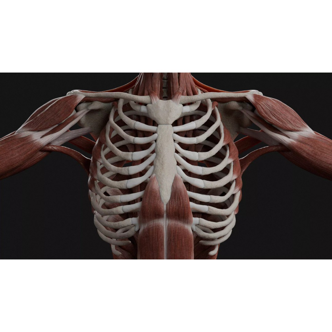 Male Human Anatomy 3D Model – High Detail Medical Visualization, Blender & FBX - View 2