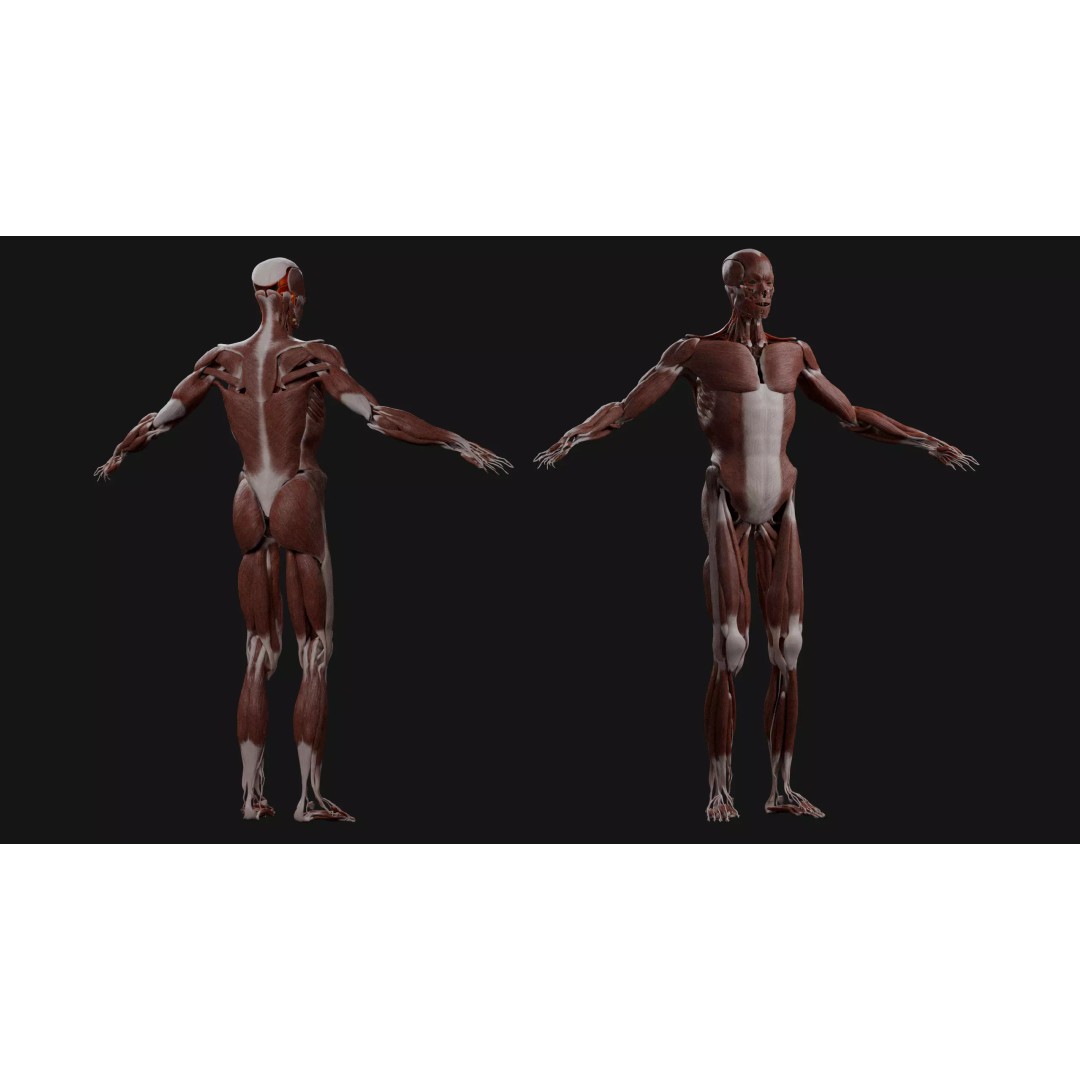 Male Human Anatomy 3D Model – High Detail Medical Visualization, Blender & FBX - View 3