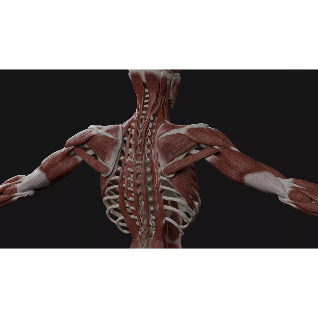 Male Human Anatomy 3D Model – High Detail Medical Visualization, Blender & FBX - View 4