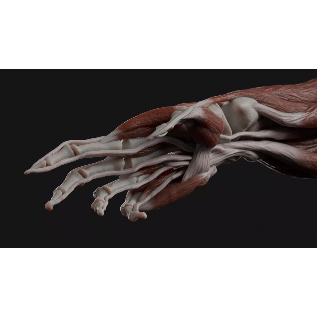 Male Human Anatomy 3D Model – High Detail Medical Visualization, Blender & FBX - View 6